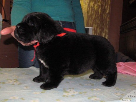 Фото: ньюфаундленд Mag Ispolin Moda Maksi (Маг Исполин Мода Макси)