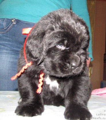 Фото: ньюфаундленд Mag Ispolin Moda Maksi (Маг Исполин Мода Макси)