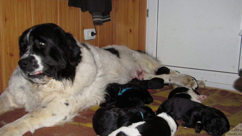 Фото: ньюфаундленд Mag Ispolin Moda Maksi (Маг Исполин Мода Макси)