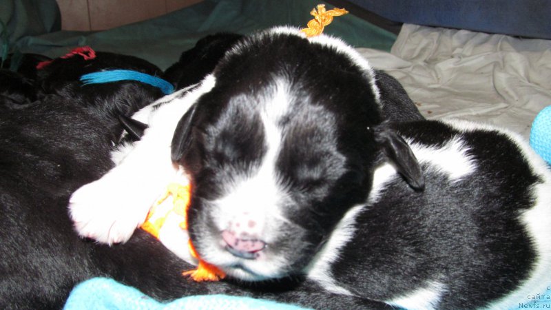 Фото: ньюфаундленд Mag Ispolin Moda Maksi (Маг Исполин Мода Макси)