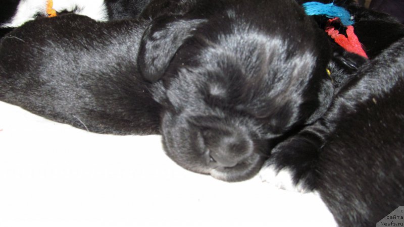 Фото: ньюфаундленд Mag Ispolin Moda Maksi (Маг Исполин Мода Макси)