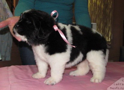 Фото: ньюфаундленд Mag Ispolin Moda Maksi (Маг Исполин Мода Макси)