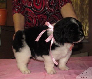 Фото: ньюфаундленд Mag Ispolin Moda Maksi (Маг Исполин Мода Макси)