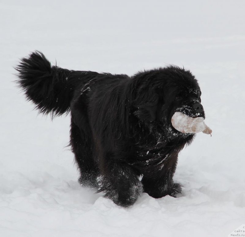 Фото: ньюфаундленд N'yufort Uitni Tradiciya Legendyi (Ньюфорт Уитни Традиция Легенды)