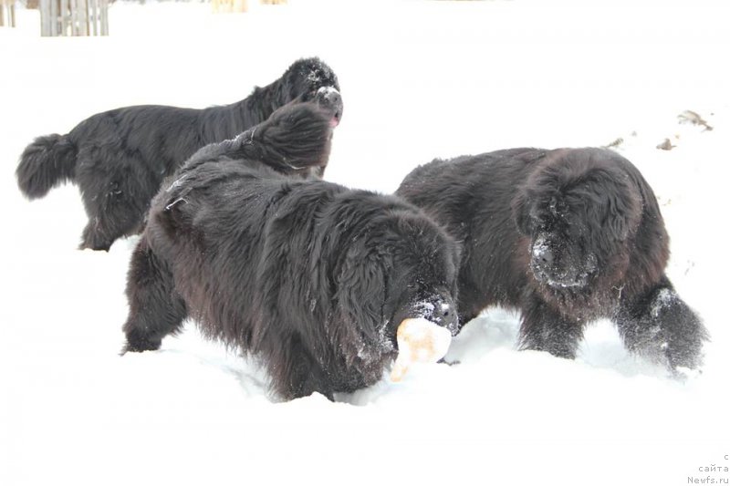 Фото: ньюфаундленд N'yufort Uitni Tradiciya Legendyi (Ньюфорт Уитни Традиция Легенды), ньюфаундленд N'yufort Carica Nochi (Ньюфорт Царица Ночи), ньюфаундленд Promise To Love Midnight Bear (Promise To Love Midnight Bear)