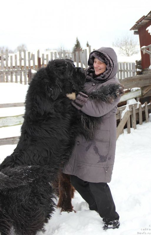 Фото: ньюфаундленд King of Helluland I'm Precious, Svetlana Panchenko (Светлана Панченко)