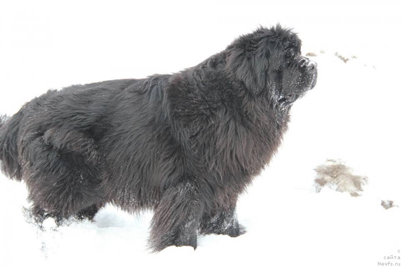 Фото: ньюфаундленд N'yufort Carica Nochi (Ньюфорт Царица Ночи)