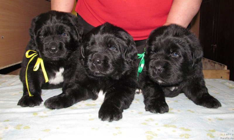 Фото: ньюфаундленд Bi Perfekt Volshebnaya Skazka (Би Перфект Волшебная Сказка)