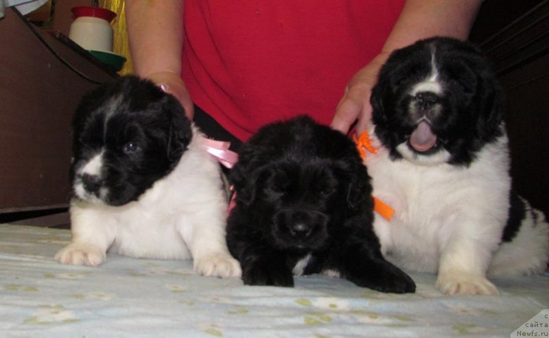 Фото: ньюфаундленд Bi Perfekt Volshebnaya Skazka (Би Перфект Волшебная Сказка)