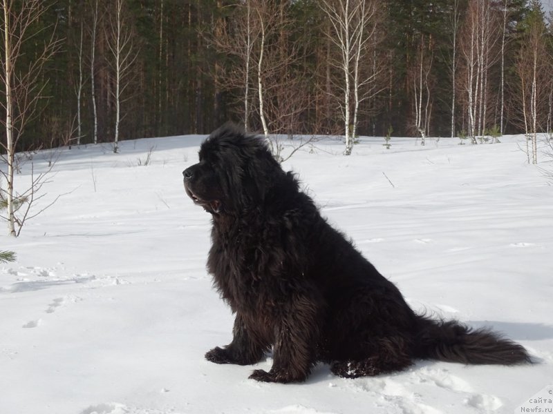 Фото: ньюфаундленд Akin Soul Sofiya (Акин Соул София)