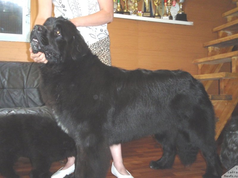 Фото: ньюфаундленд N'yufort Cena Uspeha (Ньюфорт Цена Успеха)