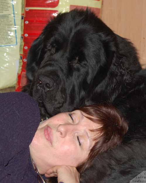 Фото: ньюфаундленд Sent Djons Orfey (Сент Джонс Орфей)