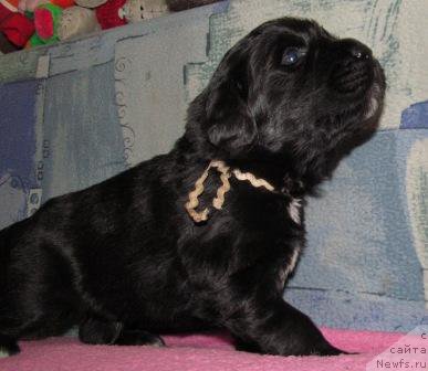 Фото: ньюфаундленд Mag Ispolin Moda Maksi (Маг Исполин Мода Макси)