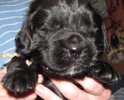 Фото: ньюфаундленд Mag Ispolin Moda Maksi (Маг Исполин Мода Макси)