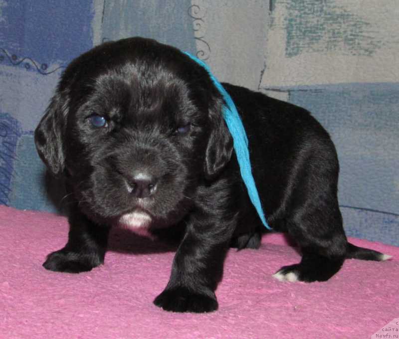 Фото: ньюфаундленд Mag Ispolin Moda Maksi (Маг Исполин Мода Макси)