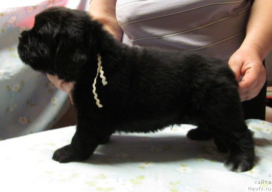 Фото: ньюфаундленд Mag Ispolin Moda Maksi (Маг Исполин Мода Макси)