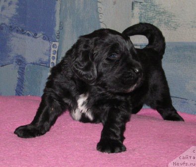 Фото: ньюфаундленд Mag Ispolin Moda Maksi (Маг Исполин Мода Макси)