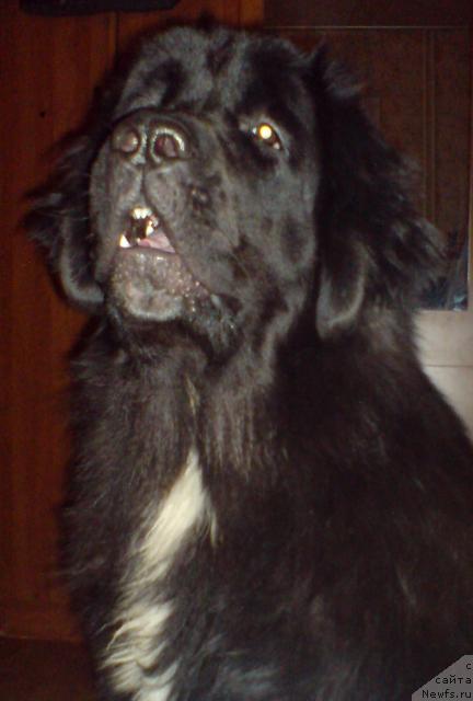 Фото: ньюфаундленд Piternyuf Zhizn' Horosha (Питерньюф Жизнь Хороша)