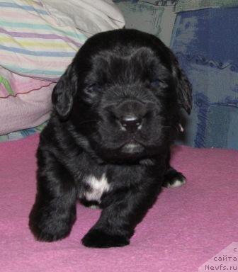 Фото: ньюфаундленд Mag Ispolin Moda Maksi (Маг Исполин Мода Макси)