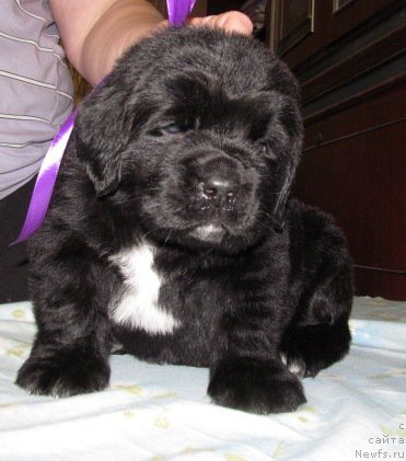 Фото: ньюфаундленд Mag Ispolin Moda Maksi (Маг Исполин Мода Макси)