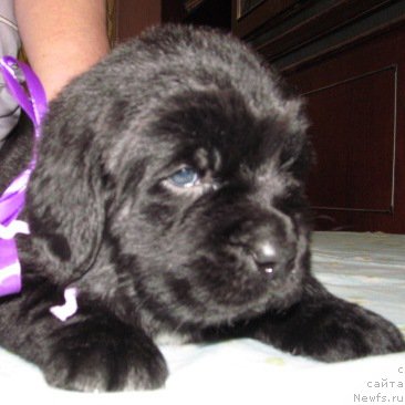 Фото: ньюфаундленд Mag Ispolin Moda Maksi (Маг Исполин Мода Макси)