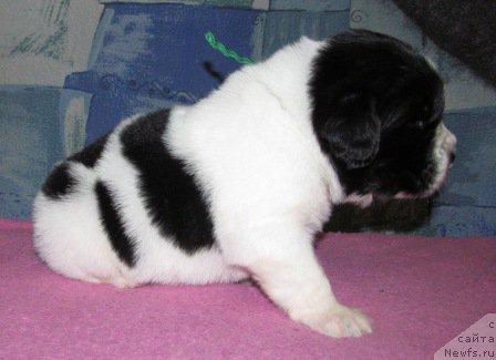 Фото: ньюфаундленд Mag Ispolin Moda Maksi (Маг Исполин Мода Макси)