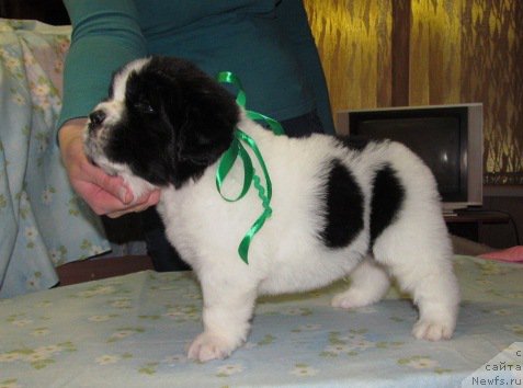 Фото: ньюфаундленд Mag Ispolin Moda Maksi (Маг Исполин Мода Макси)