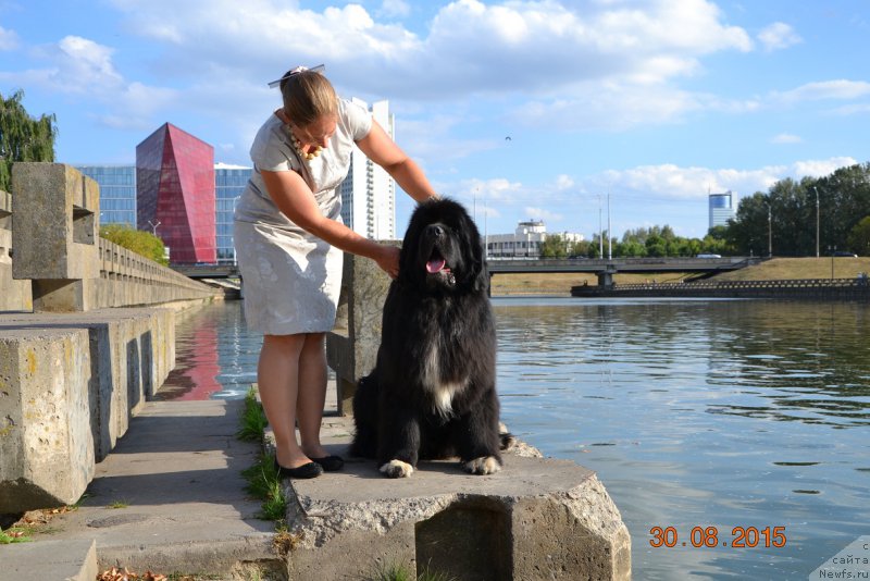 Фото: ньюфаундленд Promise To Love Midnight Bear (Promise To Love Midnight Bear), Anastasiya Zalivako (Анастасия Заливако)