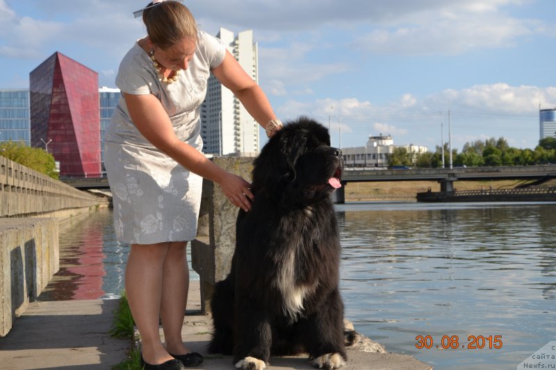 Фото: ньюфаундленд Promise To Love Midnight Bear (Promise To Love Midnight Bear)