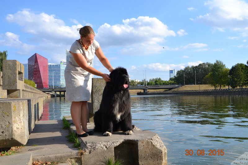 Фото: ньюфаундленд Promise To Love Midnight Bear (Promise To Love Midnight Bear)