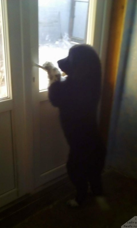 Фото: ньюфаундленд Rafayella Veyde Lorben (Рафаэлла Вейде Лорбен)