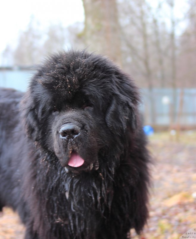 Фото: ньюфаундленд Callistos to Russia With Love