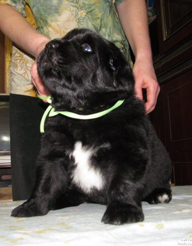 Фото: ньюфаундленд Bi Perfekt Volshebnaya Skazka (Би Перфект Волшебная Сказка)