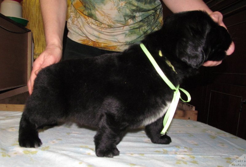 Фото: ньюфаундленд Bi Perfekt Volshebnaya Skazka (Би Перфект Волшебная Сказка), щенок