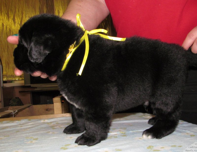 Фото: ньюфаундленд Bi Perfekt Volshebnaya Skazka (Би Перфект Волшебная Сказка), щенок