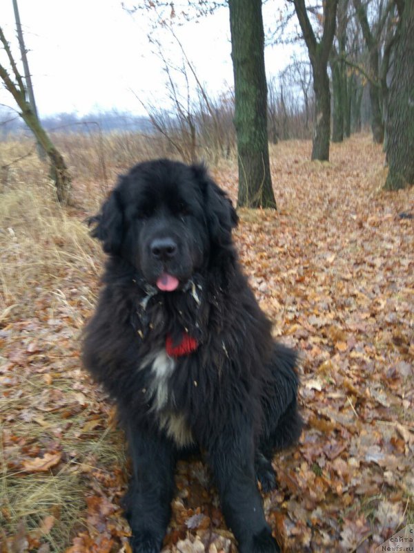 Фото: ньюфаундленд Li San (Ли Сан)