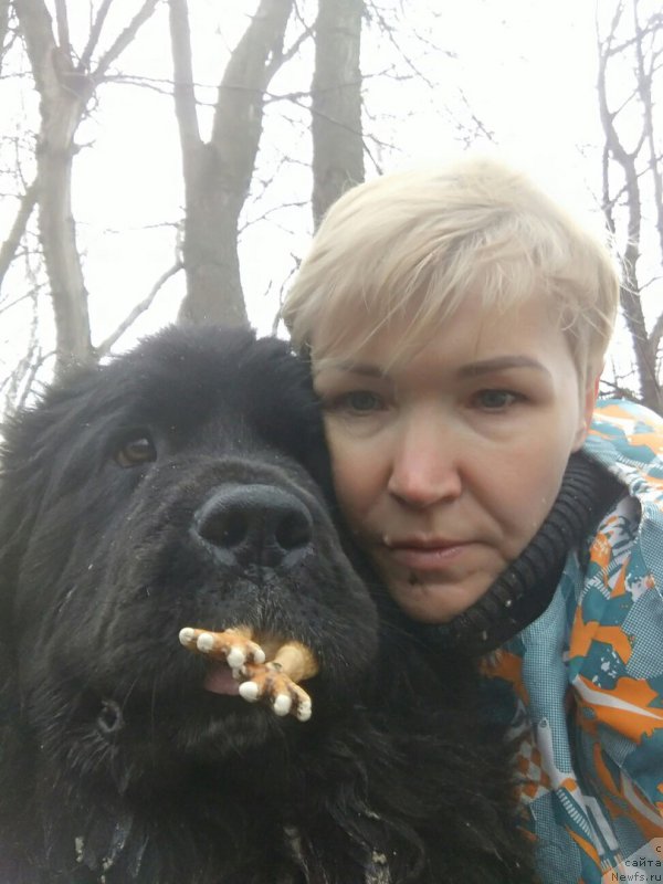 Фото: ньюфаундленд Li San (Ли Сан)