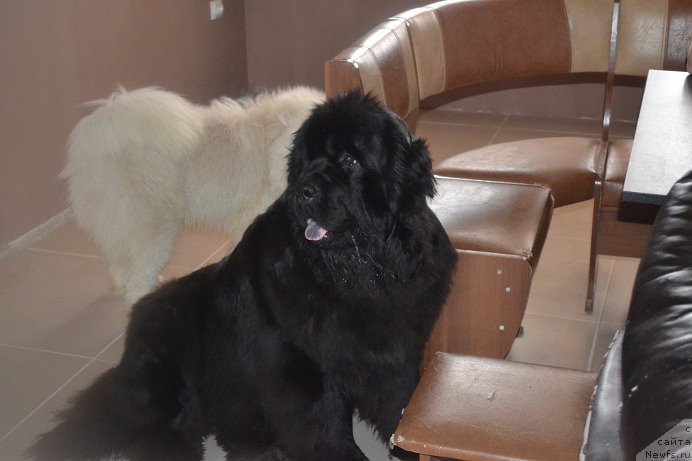 Фото: ньюфаундленд N'yufort Bavariya (Ньюфорт Бавария)