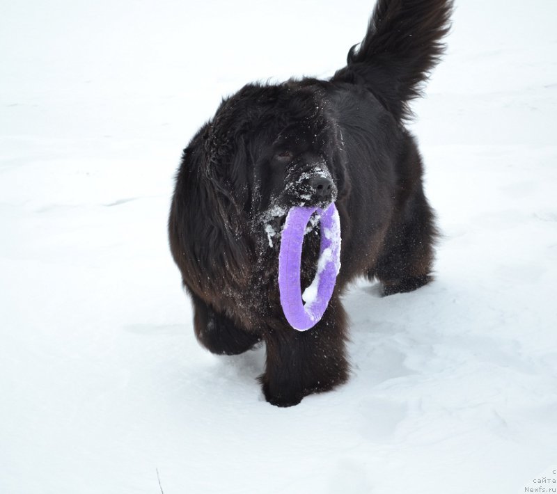 Фото: ньюфаундленд N'yufort Bavariya (Ньюфорт Бавария)