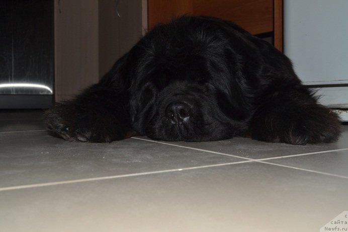 Фото: ньюфаундленд N'yufort Bavariya (Ньюфорт Бавария)