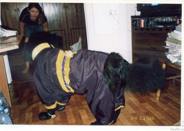 Фото: ньюфаундленд Ottava (Оттава)