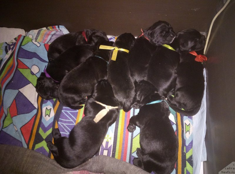 Фото: ньюфаундленд N'yufort Bavariya (Ньюфорт Бавария)