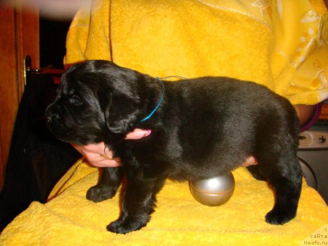 Фото: ньюфаундленд Mag Ispolin Igrunia (Маг Исполин Игрунья)