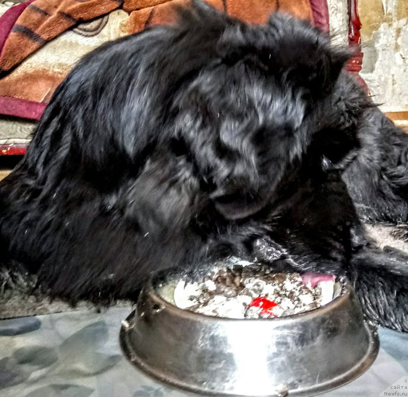 Фото: ньюфаундленд N'yufort Divnaya Diana (Ньюфорт Дивная Диана)