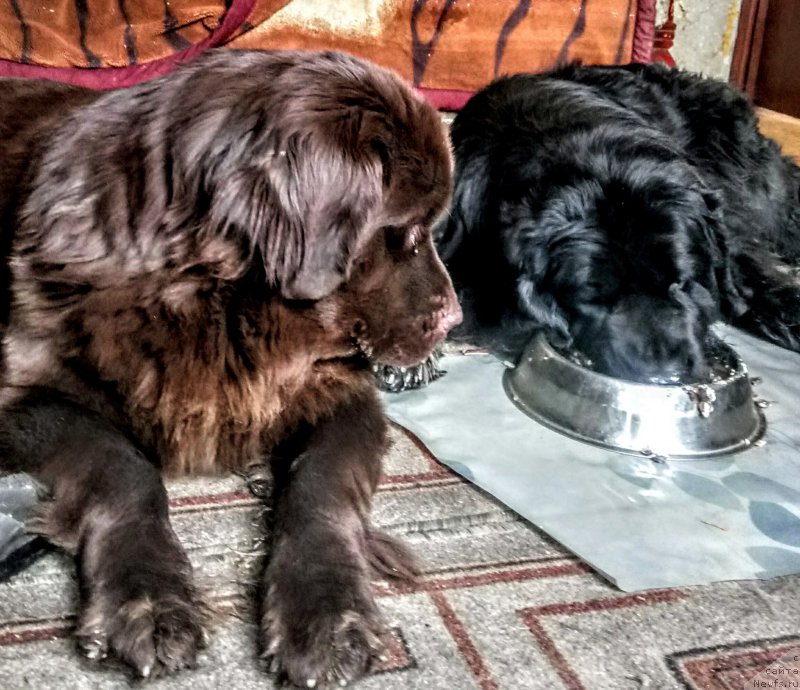 Фото: ньюфаундленд N'yufort Divnaya Diana (Ньюфорт Дивная Диана), ньюфаундленд Al'fa Dar Oksa Verka Serdyuchka (Альфа Дар Окса Верка Сердючка)