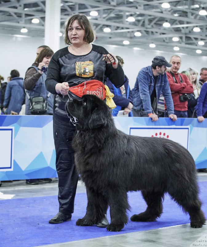 Фото: ньюфаундленд Matvey s Berega Dona (Матвей с Берега Дона)