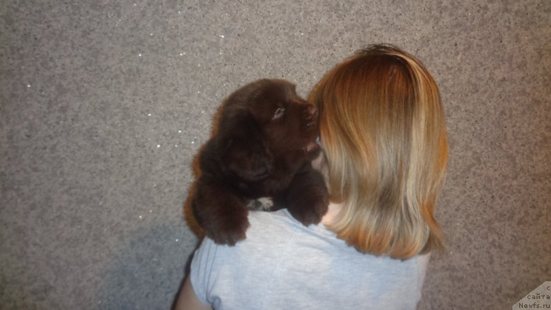 Фото: ньюфаундленд Apofeoz Bogov Zevs (Апофеоз Богов Зевс)