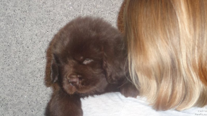 Фото: ньюфаундленд Apofeoz Bogov Zevs (Апофеоз Богов Зевс)