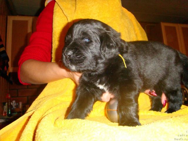 Фото: ньюфаундленд Mag Ispolin Igrunia (Маг Исполин Игрунья)