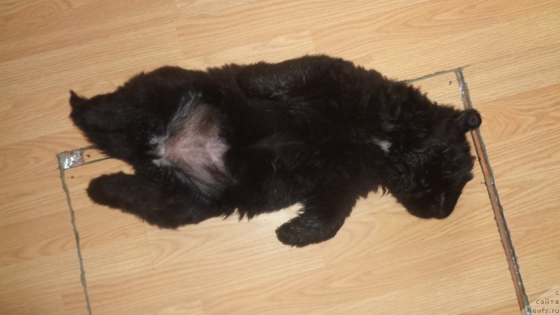 Фото: ньюфаундленд Anfisa Zvezda Parmyi (Анфиса Звезда Пармы)